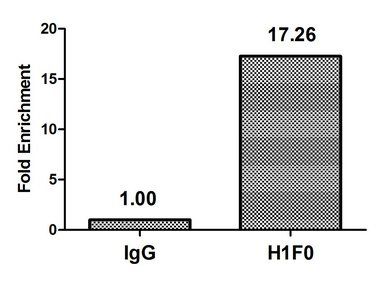H1F0 (Ab-101) antibody