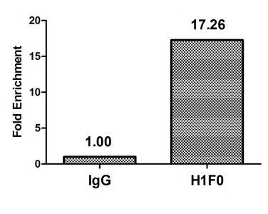 H1F0 (Ab-101) Antibody