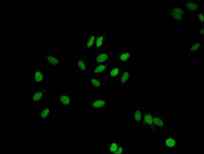 H1F0 (Ab-107) antibody