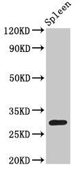 H1F0 (Ab-11) Antibody