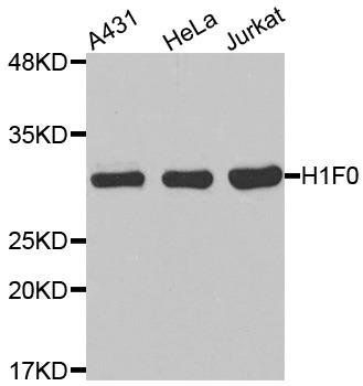 H1F0 antibody
