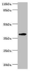 H2-D1 antibody