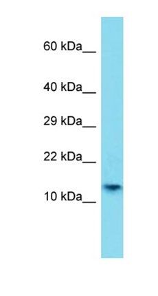H2AFB1 antibody