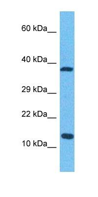 H2AFV antibody