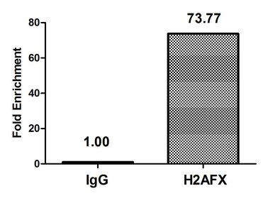 H2AFX (Ab-139) Antibody