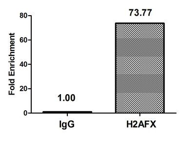 H2AFX (Ab-139) antibody