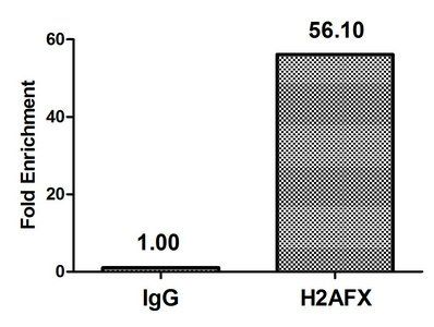 H2AFX (phospho-S139) antibody