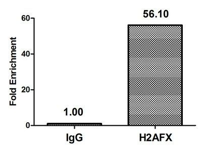 Phospho-H2AFX (S139) Antibody