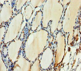 H2AFY Antibody