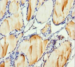 H2AFY Antibody