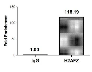H2AFZ (Ab-4) Antibody