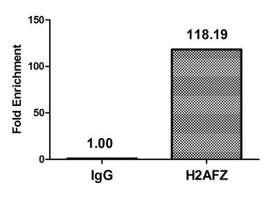 H2AFZ (Ab-4) antibody