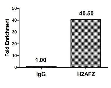 H2AFZ (Ab-4) antibody