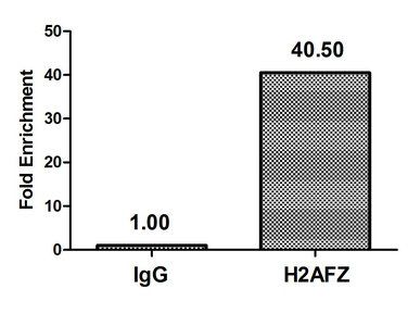 H2AFZ (Ab-4) Antibody