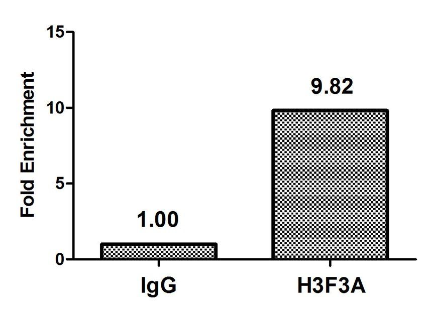 H3F3A (Ab-79) antibody