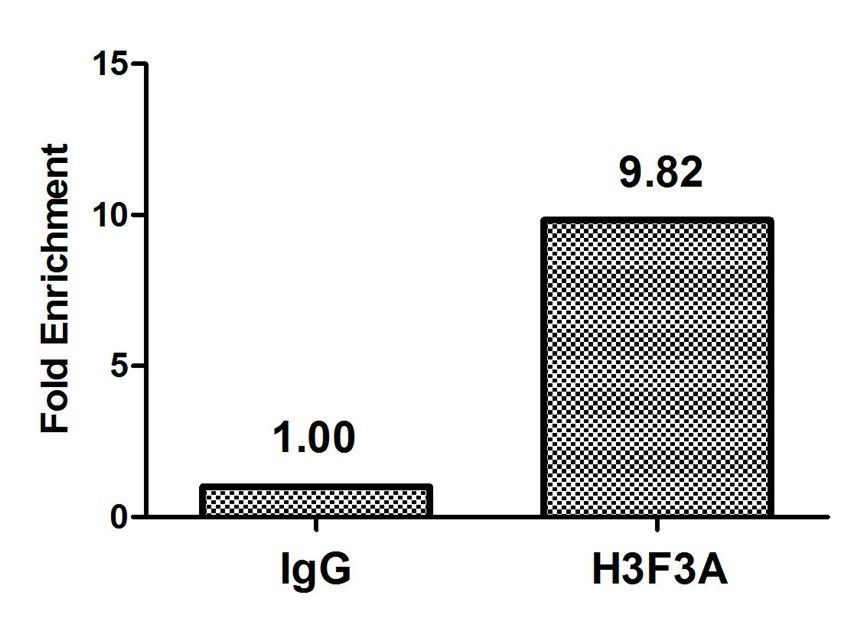 H3F3A (Ab-79) Antibody