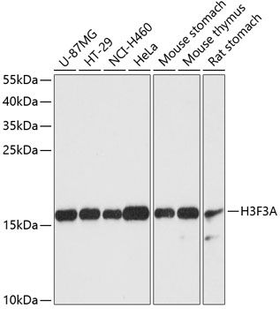 H3F3A antibody