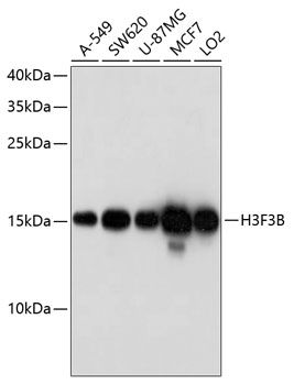 H3F3B antibody