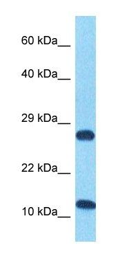 H4 antibody
