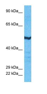 H6ST2 antibody