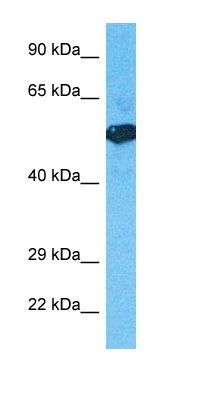H6ST3 antibody