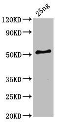 HA-33 antibody