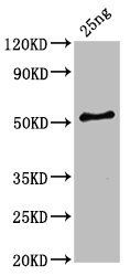 HA-33 Antibody