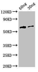 HA Antibody