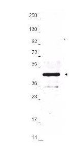 HA Epitope Tag antibody (Biotin)