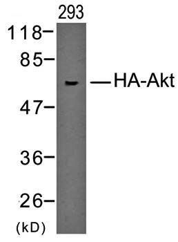 HA-Tag Rabbit Polyclonal Antibody