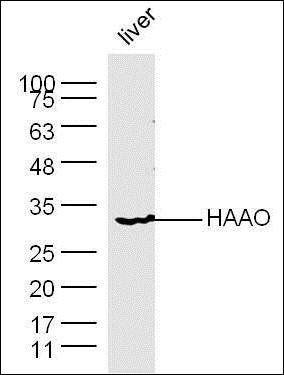 HAAO antibody