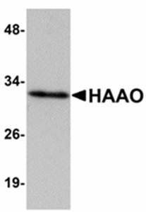 HAAO Antibody