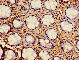 HAAO Antibody