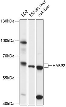 HABP2 antibody