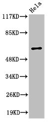 HABP2 antibody
