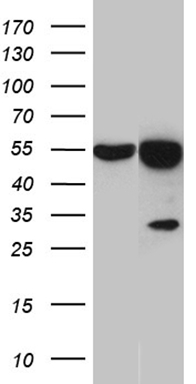 HACE1 antibody