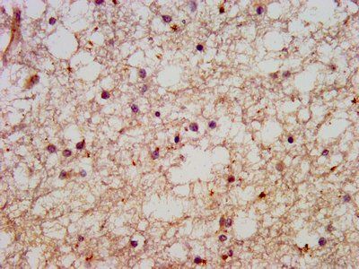 HACE1 Antibody