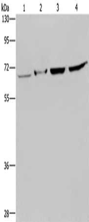 HACL1 antibody