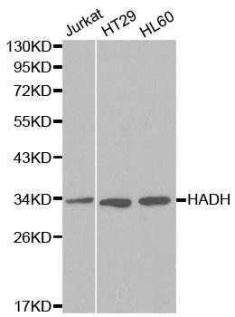 HADH antibody
