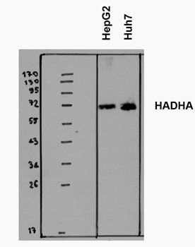 HADHA antibody