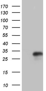 Hairless (HR) antibody