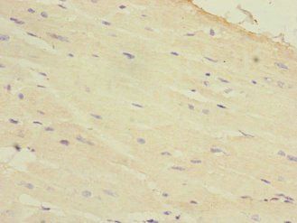 HAND1 Antibody