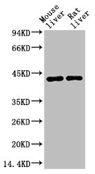 HAO1 antibody