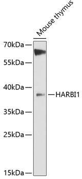 HARBI1 antibody