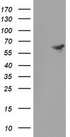 HARS2 Antibody