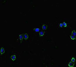 HAS2 Antibody