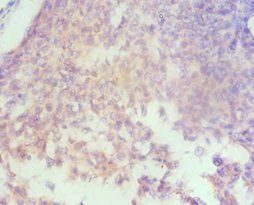 HAS3 Antibody