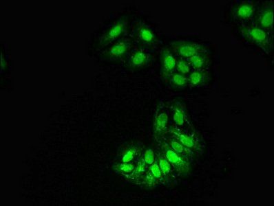 HAT1 Antibody