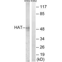 HAT1 antibody