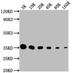 HA-Tag Monoclonal Antibody